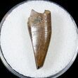 Tyrannosaur Premax Tooth - Montana #17582-1